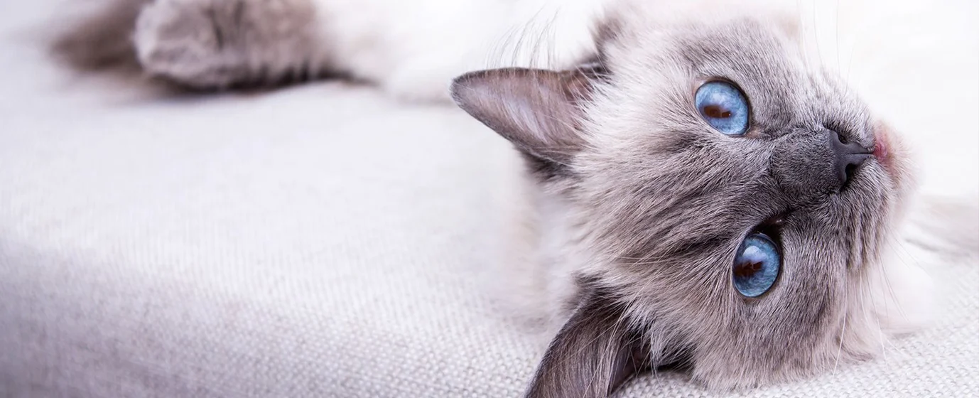 A relaxed cat resting at home