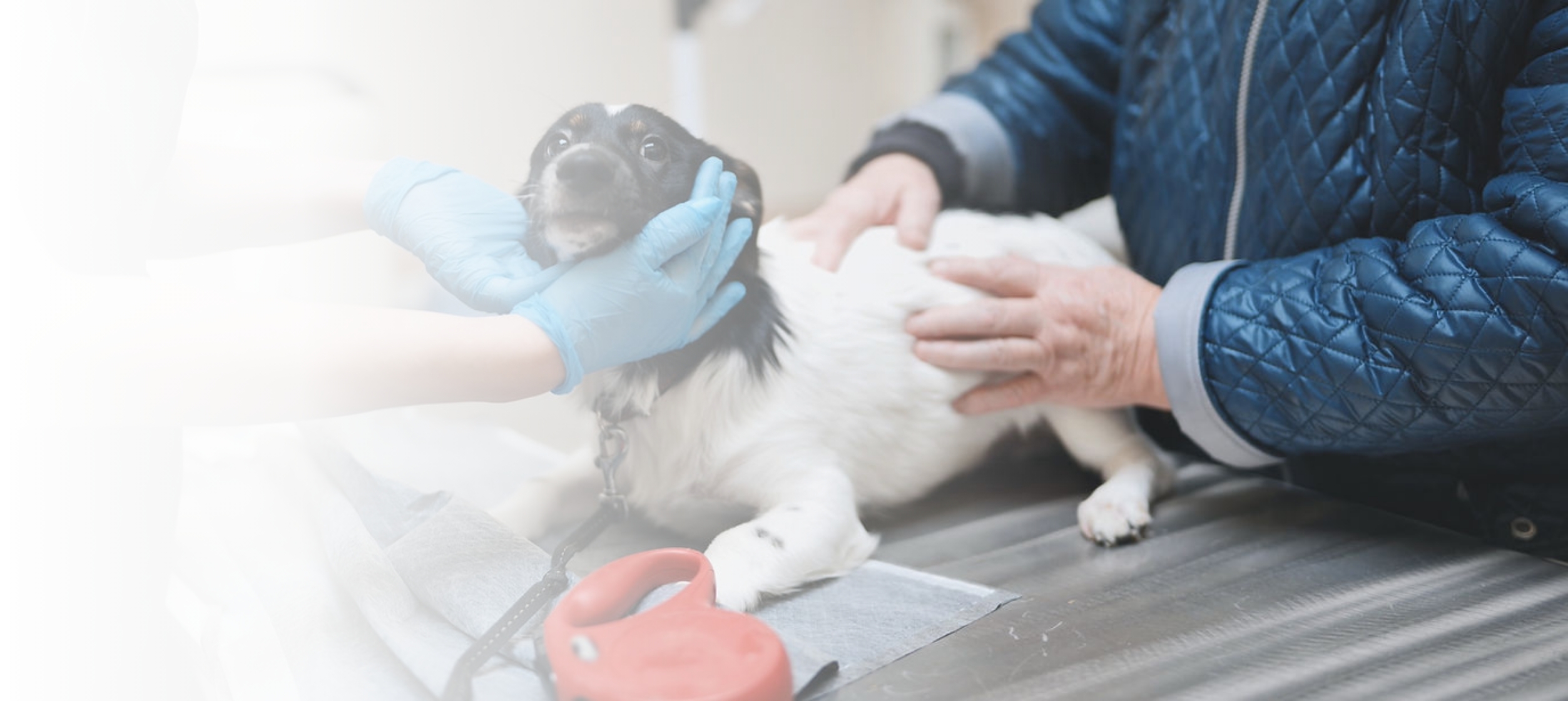 An emergency vet treating a dog at Silverado Veterinary Hospital in South Calgary
