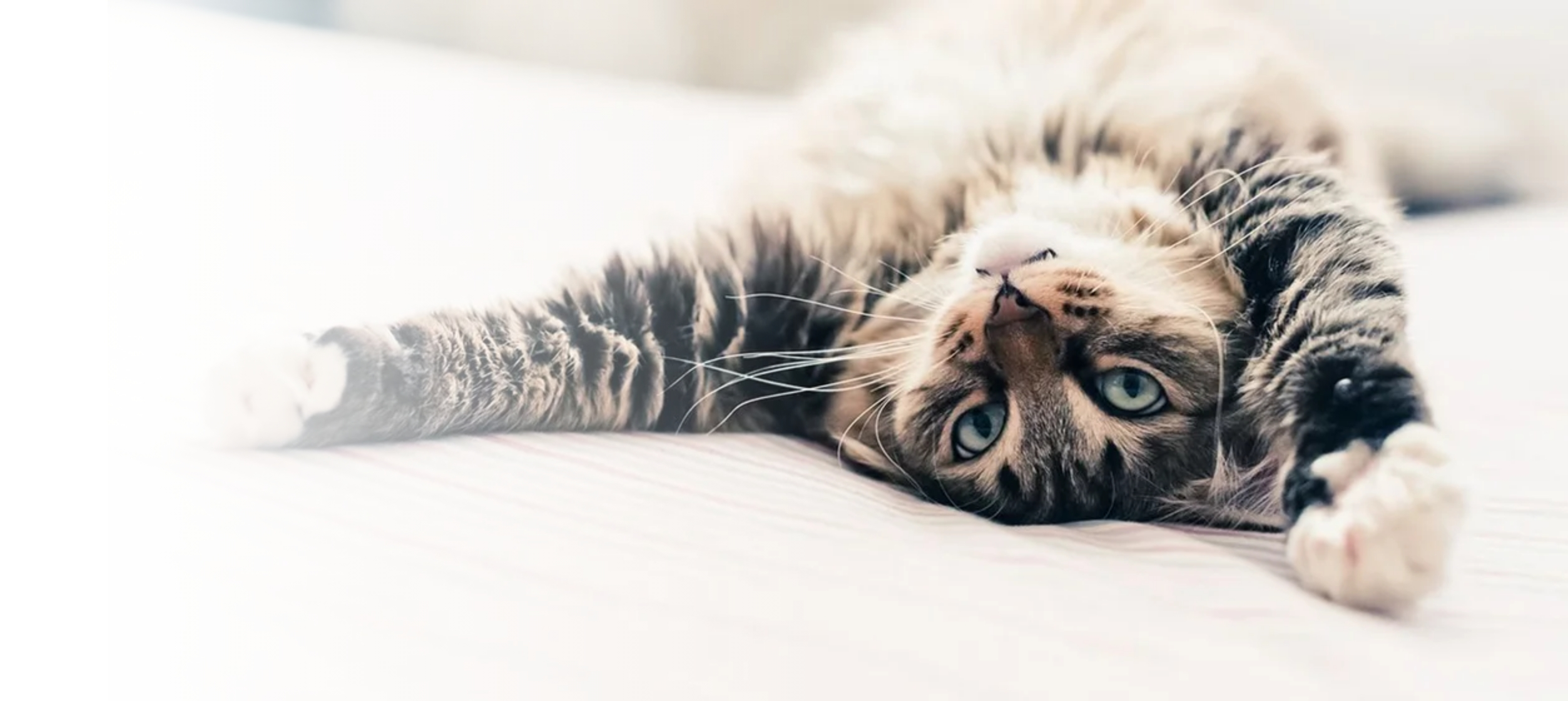 A relaxed cat lying on its back