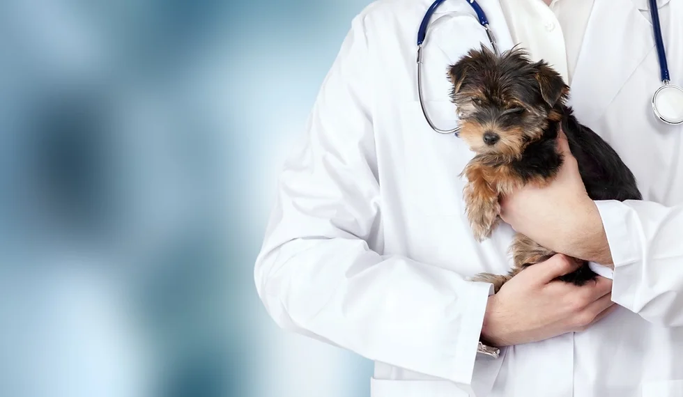 A veterinarian holding a puppy at our walk-in vet clinic in South Calgary