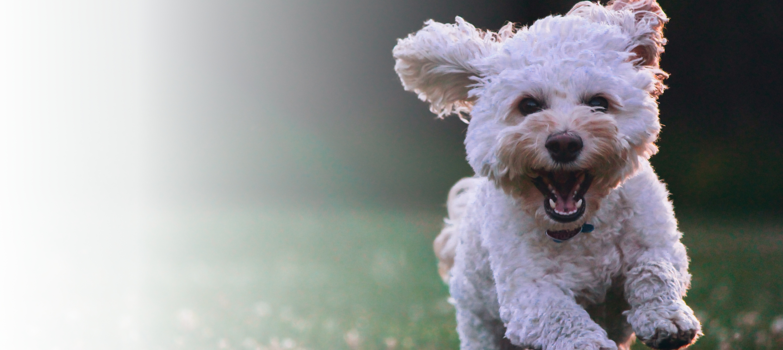 Best Pet Insurance Plans: A Comprehensive Guide